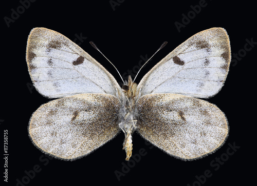 Butterfly Baltia shawiii (underside) on a black background photo