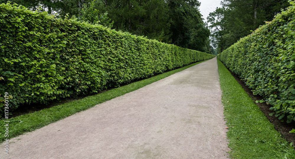 trimmed bushes in Park and the track