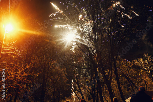 A look through the naked trees on white sparkling firework