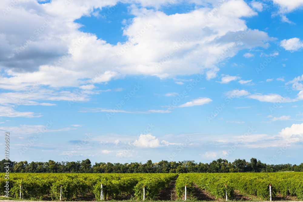 blue sky with white clouds over vineyards, Taman blue sky with white clouds over vineyards, Taman