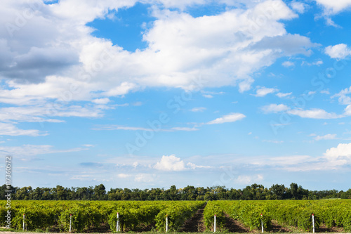 blue sky with white clouds over vineyards, Taman