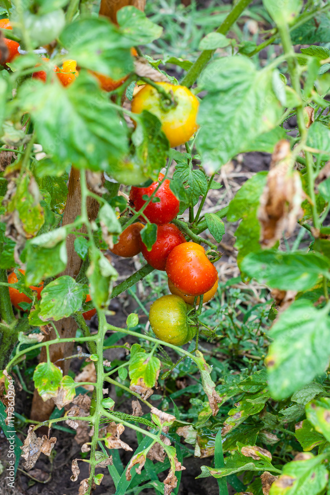 ripe tomatoes on stake in garden after rain