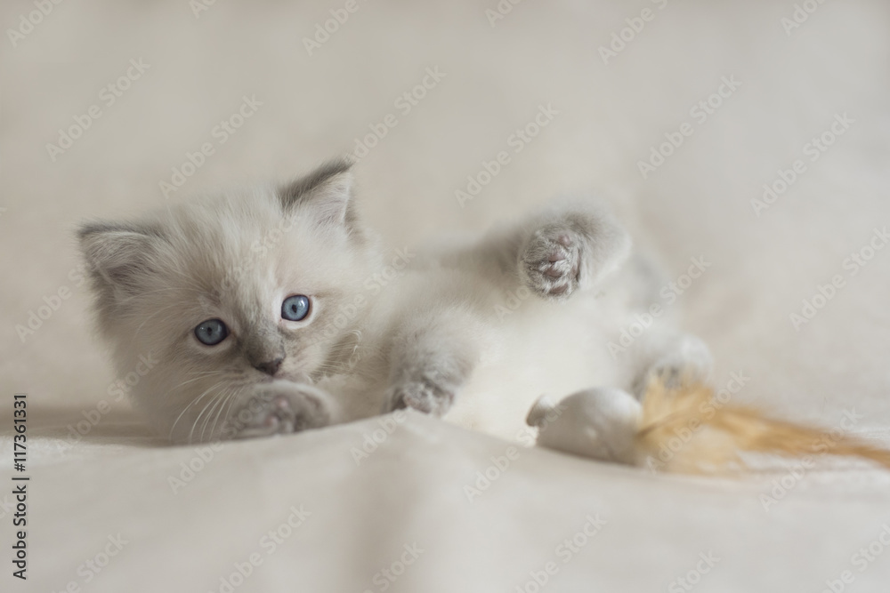 Fototapeta premium Ragdoll Kitten