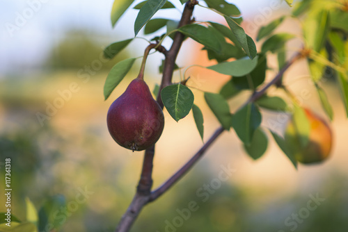 Pear on a tree branch
