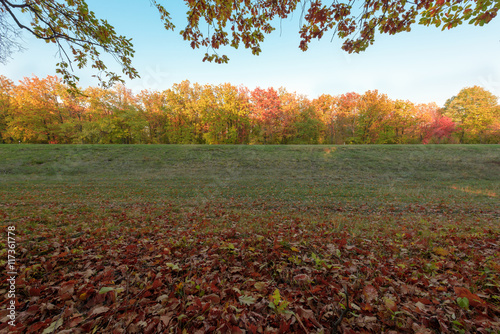 Autumn forest meadow with colorful trees and leaves