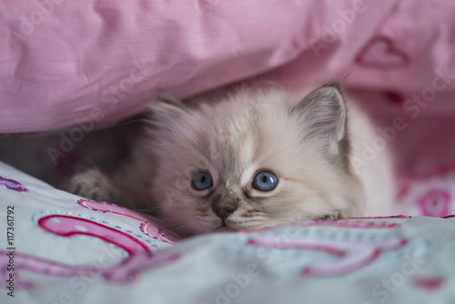 Fototapeta Naklejka Na Ścianę i Meble -  Ragdoll Kitten