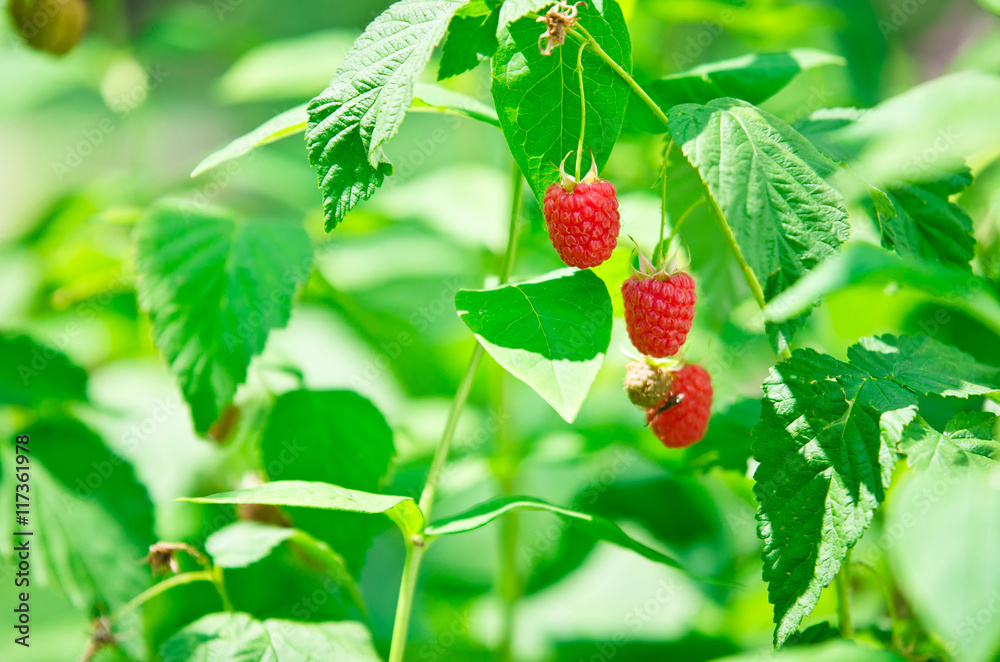 Obraz premium Three raspberries on a branch