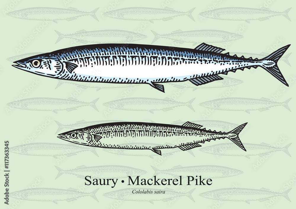 Naklejka premium Pacific Saury. Mackerel Pike. Vector illustration for artwork in small sizes. Suitable for graphic and packaging design, education examples and web.