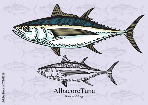 Albacore tuna. Vector illustration for artwork in small sizes. Suitable for graphic and packaging design, education examples and web. photo