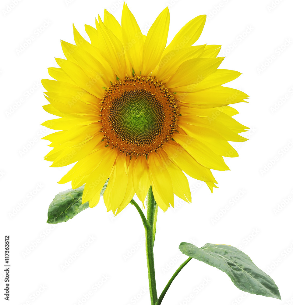 Obraz premium Sunflower isolated on white background