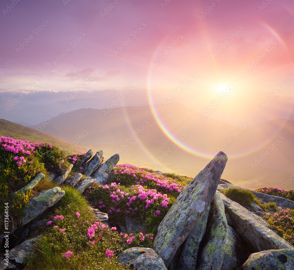 Naklejka premium Summer landscape with a beautiful sunrise and mountain flowers