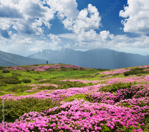 Flowers in the mountains. Summer landscape on a sunny day