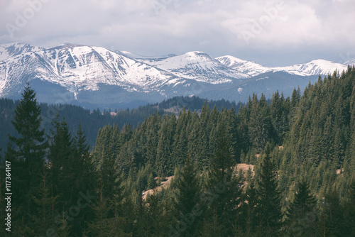Vászonkép Spring landscape with snowbound mountains and spruce forest
