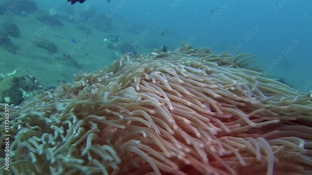Nemo anemone fish in a lot of currents macro scuba diving Philippines Nemo anemone fish in a lot of currents macro scuba diving Philippines
