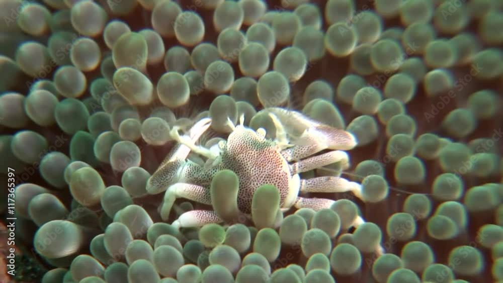 Neopetrolisthes macular osmanthus Porcelain Crab scuba diving Philippines Neopetrolisthes macular osmanthus Porcelain Crab scuba diving Philippines
