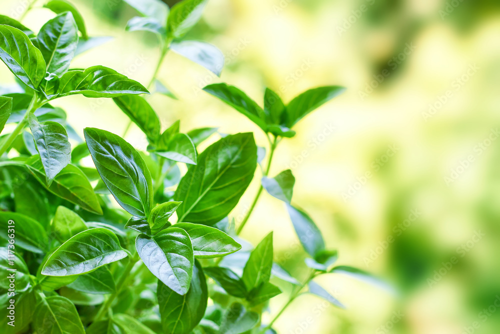 Closeup of fresh basil plant growing in garden. Blurred background with copy space Closeup of fresh basil plant growing in garden. Blurred background with copy space