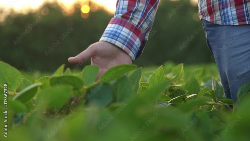 Male farmer's hands in soybean field, responsible farming and dedicated agricultural crop protection, selective focus.