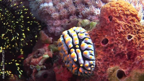 nudibranch on hard coralscuba diving Philippines