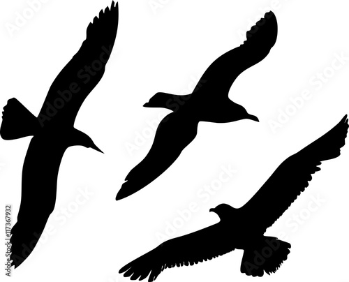 Silhouettes of flying seagulls © kazakovmaksim