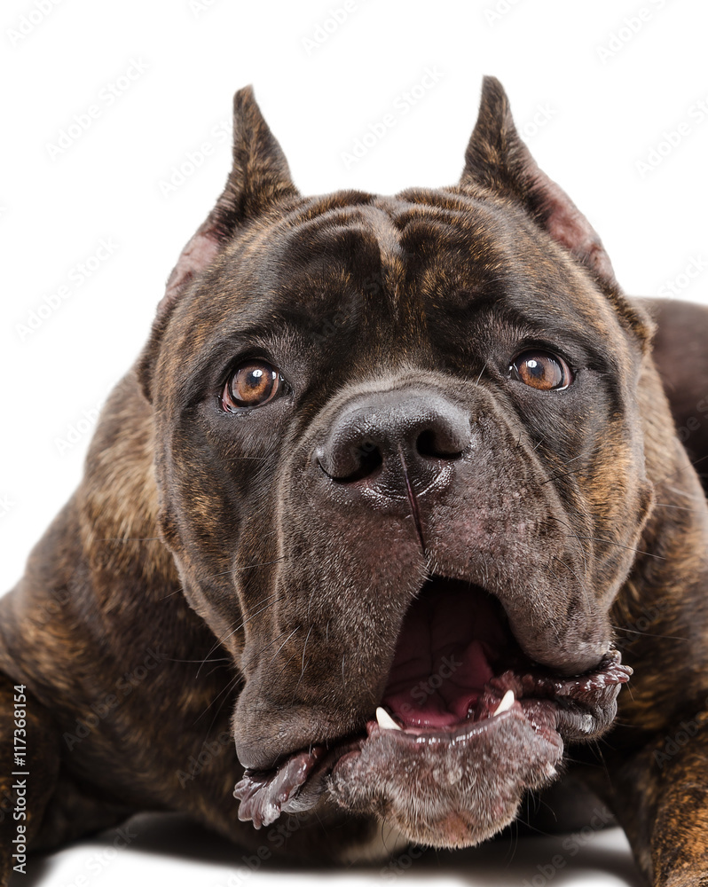 Portrait of a funny dog Cane Corso breed Portrait of a funny dog Cane Corso breed