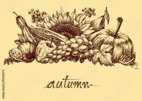 Autumn fruits and vegetables abundance. Fall background drawing