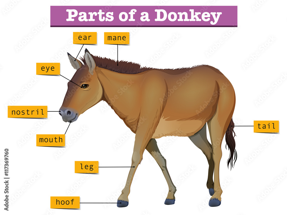 Diagram showing parts of donkey Stock Vector Adobe Stock
