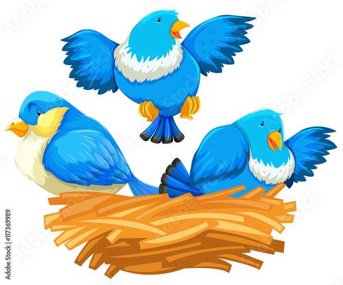 Three blue birds in the nest