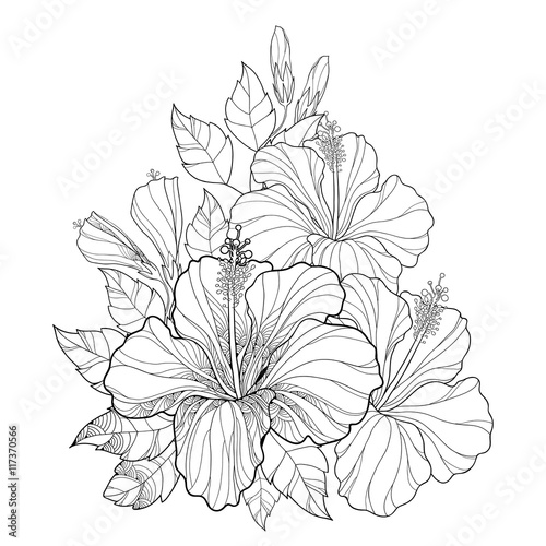 Vector bouquet with Chinese Hibiscus or Hibiscus rosa-sinensis. Flower  bud and leaves isolated. Round composition with Hibiscus. Floral elements in contour style for summer design and coloring book.