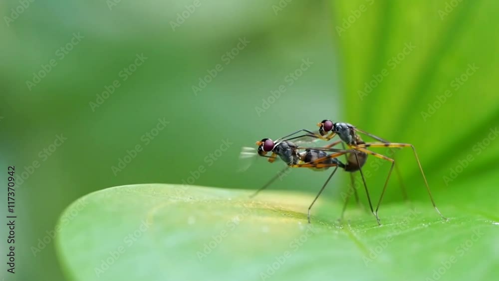 insect mating on a green leaf in CHIANG MAI THAILAND