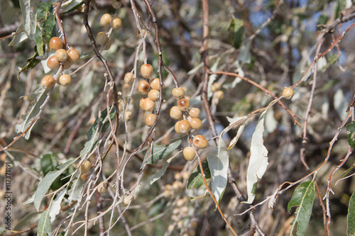 Fruits of American silverberry or Wolf-willow (Elaeagnus commutata) photo