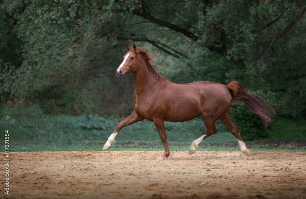 red horse run on the trees background red horse run on the trees background