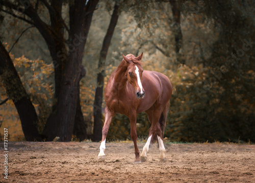 red horse run on the trees background