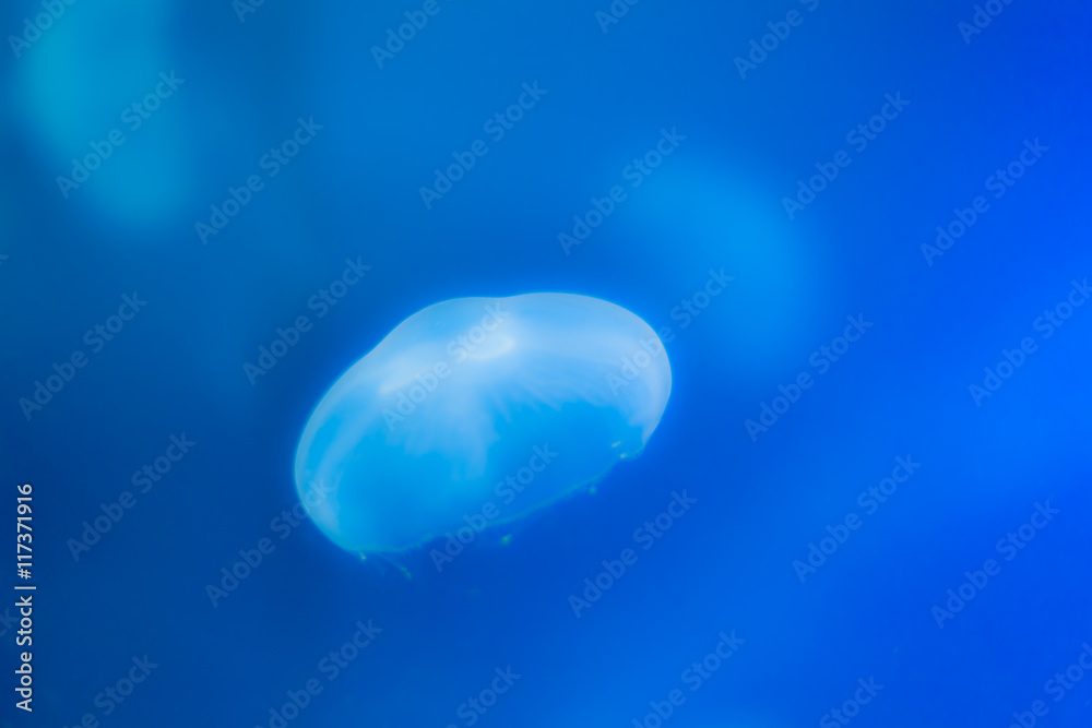 Fototapeta premium jellyfish marine life photograph