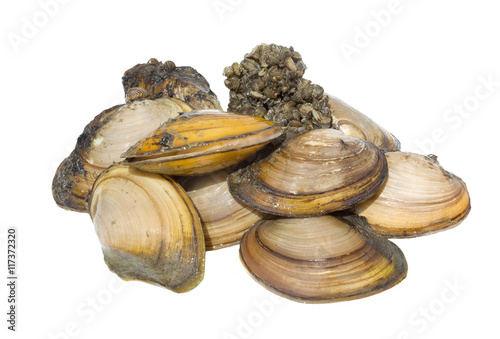 Anodonta is a genus of freshwater mussels in the family Unionidae, the river mussels photo
