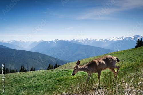 young deer in motion