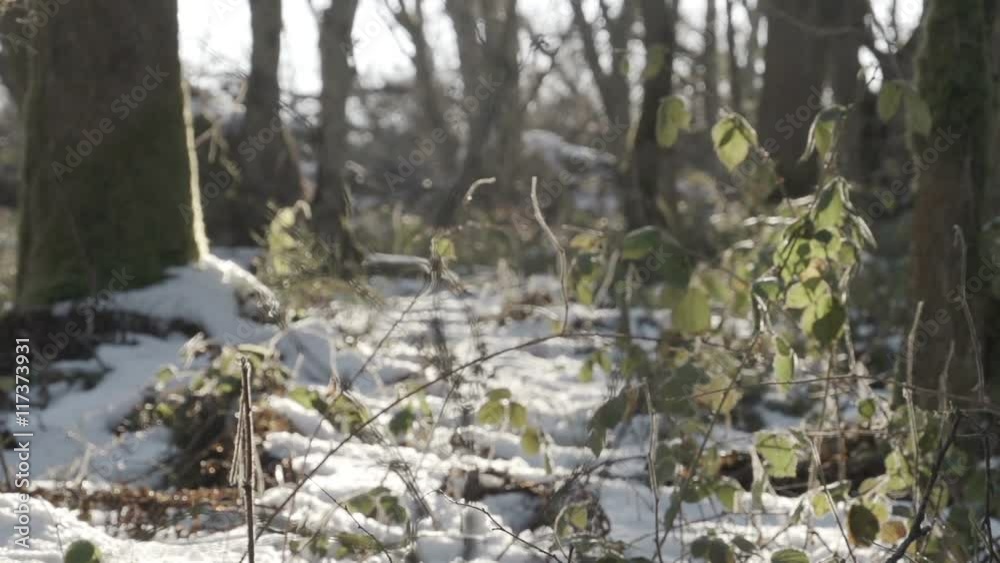 Winter Woodland Background Filmed In Slow Motion. Snow falls on the woodland floor as the morning sun shines through the trees canopy. Winter Woodland Background Filmed In Slow Motion. Snow falls on the woodland floor as the morning sun shines through the trees canopy.