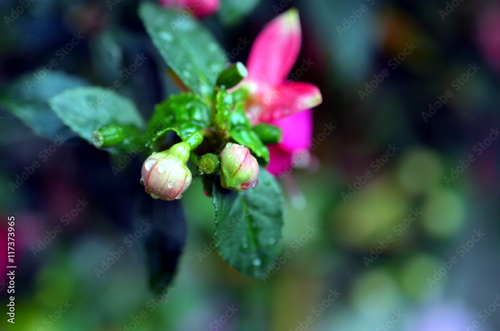 blossoms of pink fuchsia after rainfall blossoms of pink fuchsia after rainfall
