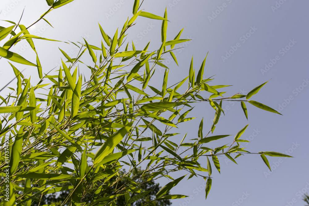 Bamboo leaves. Bamboo leaves.