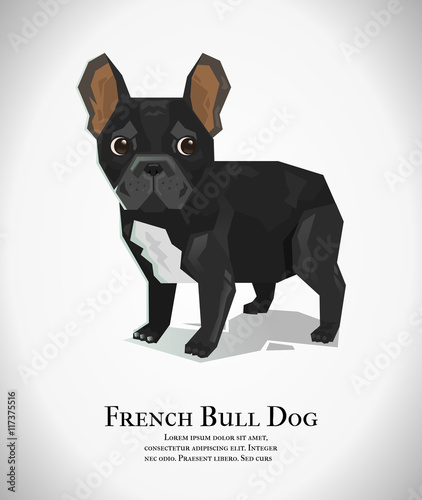 The french bull dog
