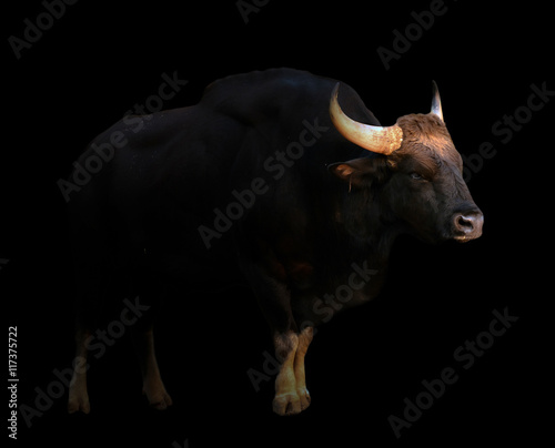 gaur in the dark