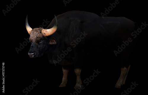 gaur in the dark