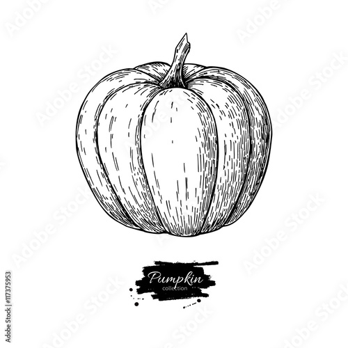 Pumpkin vector drawing. Isolated hand drawn object.