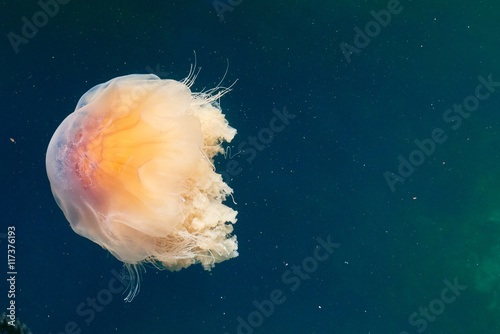 Jellyfish Cyanea Capillata