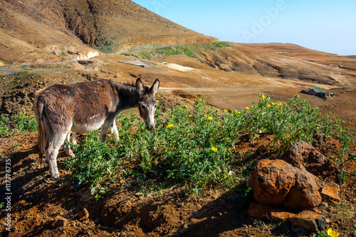 Donkey grazing in mountains of Santo Antao, Cape Verde