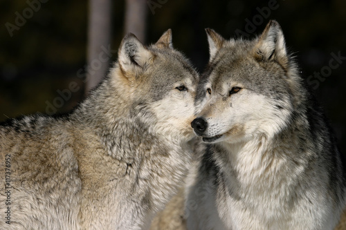 Gray Wolves