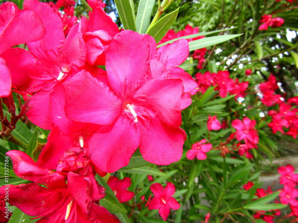 Blooming pink flower on background of green grass Blooming pink flower on background of green grass