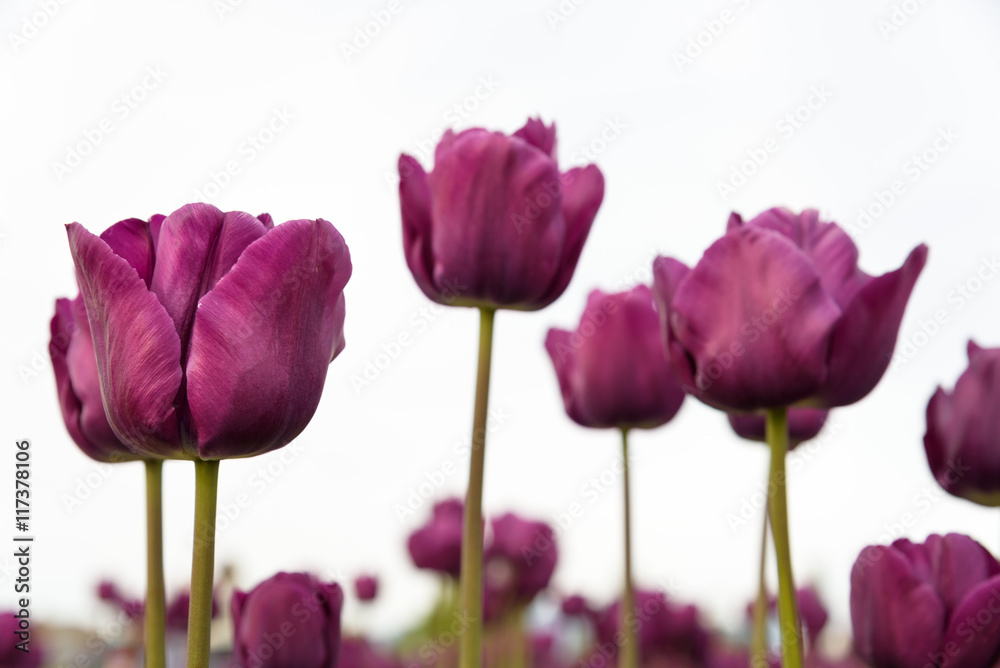 Close-up of purple tulips from below in a field of orange tulips against a bright sky
Close-up of purple tulips from below in a field of orange tulips against a bright sky