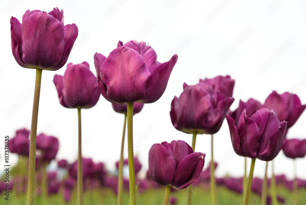 Close-up of purple tulips from below in a field of orange tulips against a bright sky
Close-up of purple tulips from below in a field of orange tulips against a bright sky