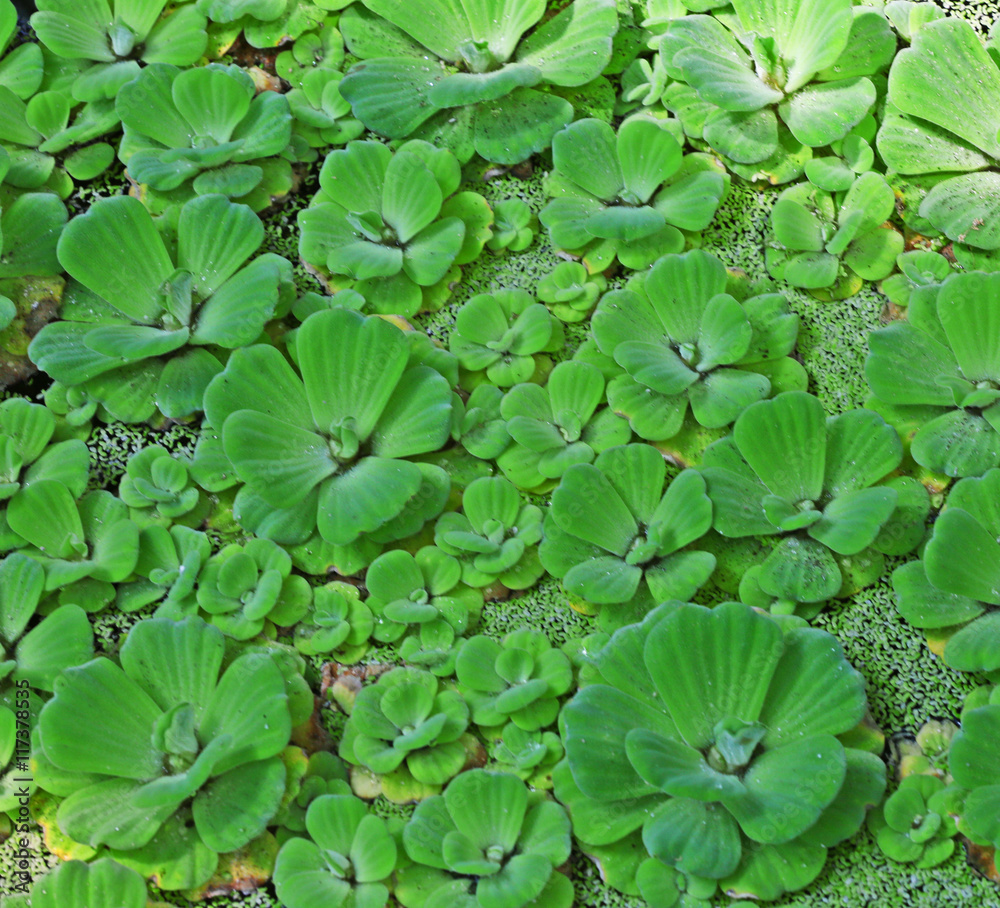 Green leaves background