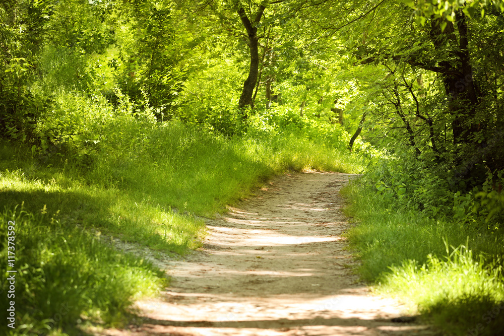Fototapeta premium Footpath in the park